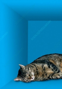Shrodinger's Cat (Dead)